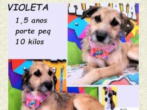 Cachorro raça SRD-ViraLata idade 1 ano nome Violeta