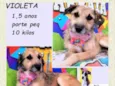 Violeta