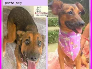 Cachorro raça SRD-ViraLata idade 2 anos nome Mocinha