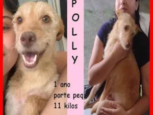 Cachorro raça SRD-ViraLata idade 1 ano nome Polly