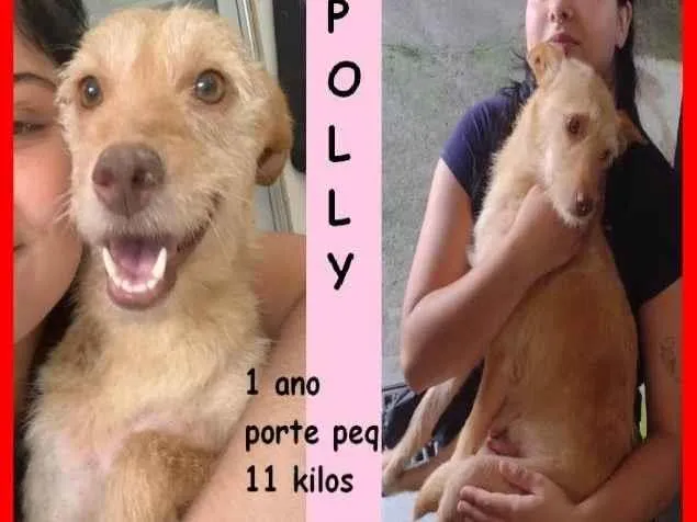 Cachorro ra a SRD-ViraLata idade 1 ano nome Polly
