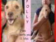 Polly