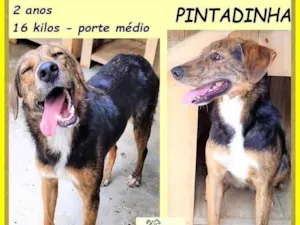 Cachorro raça SRD-ViraLata idade 2 anos nome Pintadinha