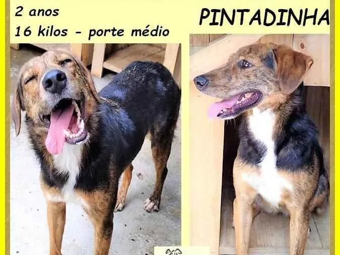 Cachorro ra a SRD-ViraLata idade 2 anos nome Pintadinha