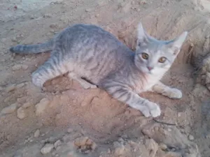 Gato raça SRD-ViraLata idade 2 a 6 meses nome Sem nome 