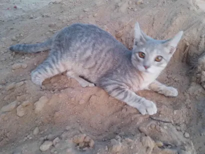Gato raça SRD-ViraLata idade 2 a 6 meses nome Sem nome 