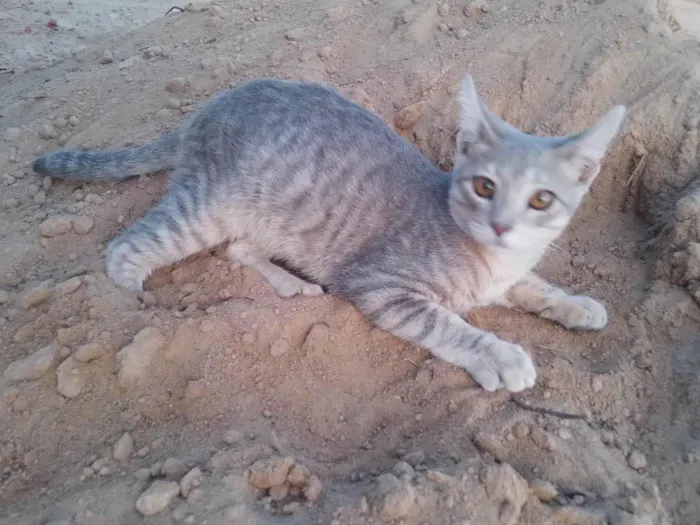 Gato ra a SRD-ViraLata idade 2 a 6 meses nome Sem nome 