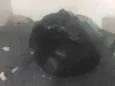 Negão