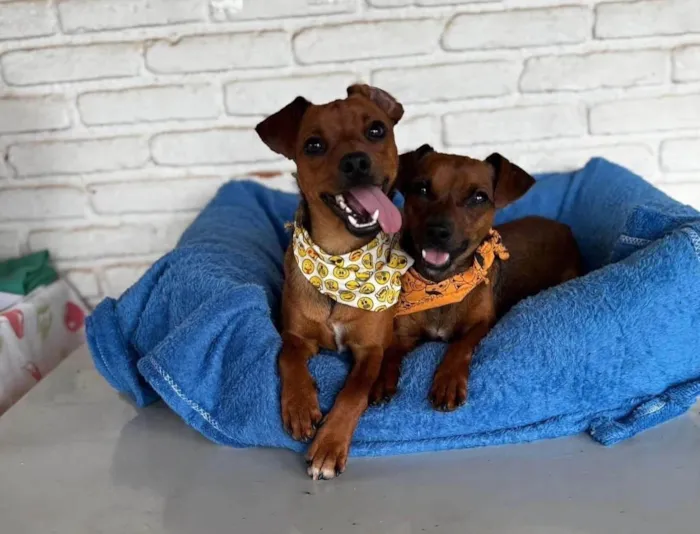 Cachorro ra a SRD-ViraLata idade 2 anos nome Patrick e Soneca
