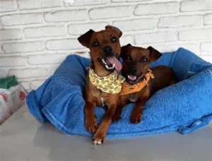 Cachorro raça SRD-ViraLata idade 2 anos nome Patrick e Soneca