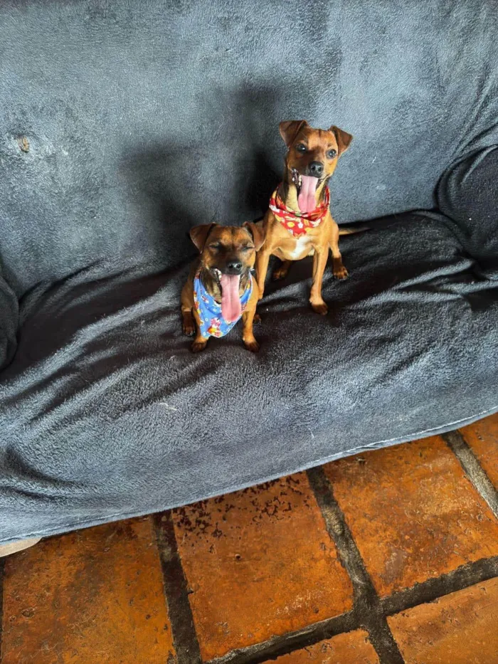 Cachorro ra a SRD-ViraLata idade 2 anos nome Patrick e Soneca