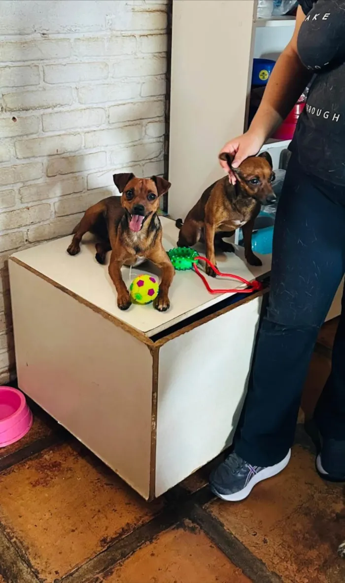 Cachorro ra a SRD-ViraLata idade 2 anos nome Patrick e Soneca