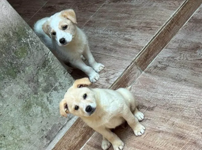Cachorro ra a SRD-ViraLata idade 2 a 6 meses nome Galego e Alemão