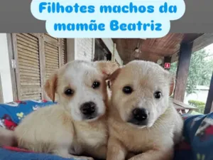 Cachorro raça SRD-ViraLata idade 2 a 6 meses nome Galego e Alemão