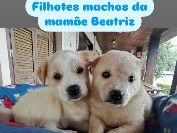 Cachorro ra a SRD-ViraLata idade 2 a 6 meses nome Galego e Alemão