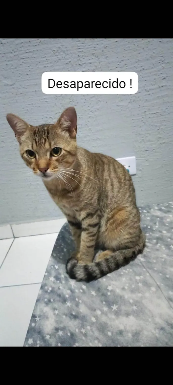 Gato ra a SRD-ViraLata idade 1 ano nome Simba