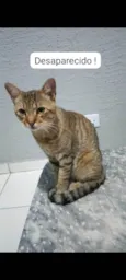 Simba
