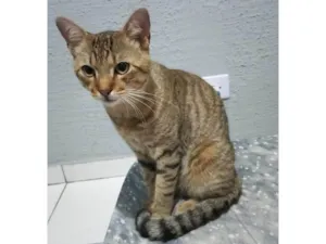 Gato raça SRD-ViraLata idade 1 ano nome Simba