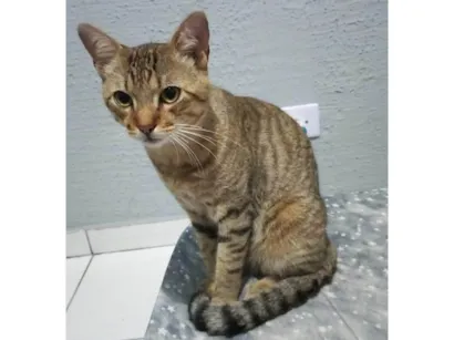 Gato raça SRD-ViraLata idade 1 ano nome Simba