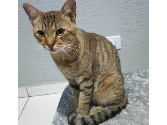 Gato ra a SRD-ViraLata idade 1 ano nome Simba