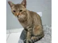 Simba