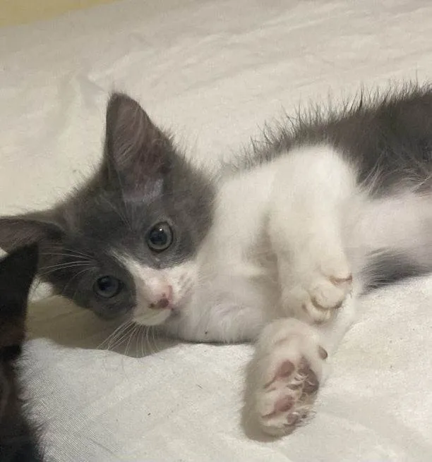 Gato ra a SRD-ViraLata idade 2 a 6 meses nome Cinzinha