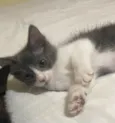 Cinzinha