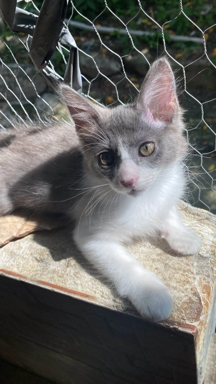 Gato ra a SRD-ViraLata idade 2 a 6 meses nome Cinzinha
