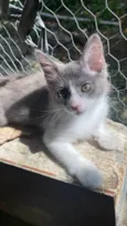 Cinzinha