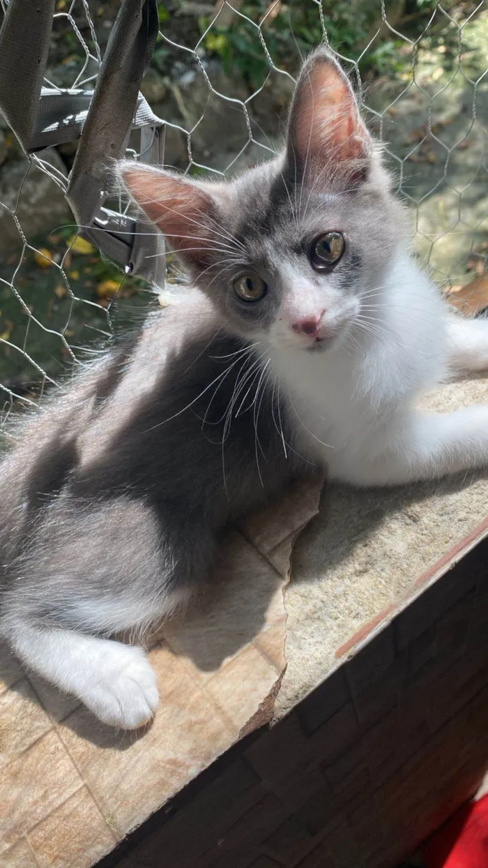 Gato ra a SRD-ViraLata idade 2 a 6 meses nome Cinzinha