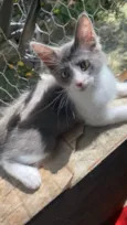 Cinzinha