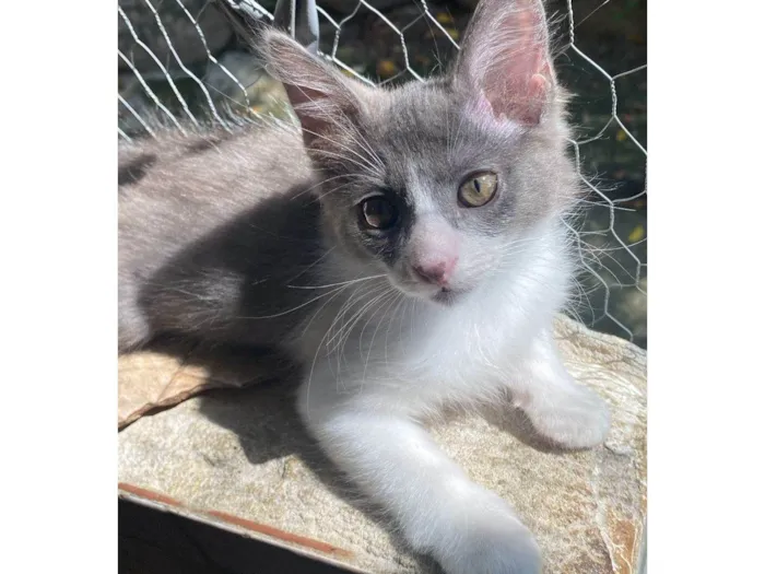Gato ra a SRD-ViraLata idade 2 a 6 meses nome Cinzinha