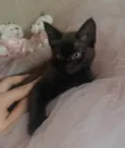 Pretinha