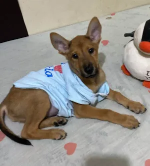 Cachorro raça SRD-ViraLata idade 2 a 6 meses nome Caramelo 