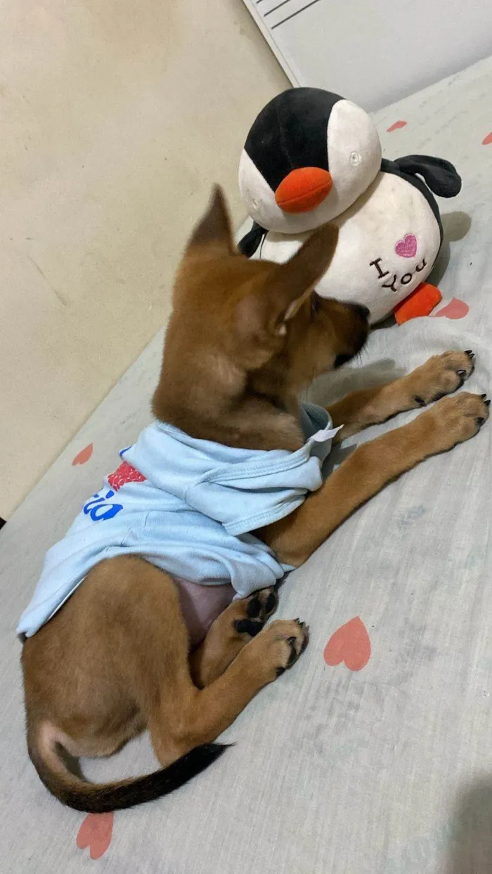 Cachorro ra a SRD-ViraLata idade 2 a 6 meses nome Caramelo 