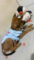 Caramelo