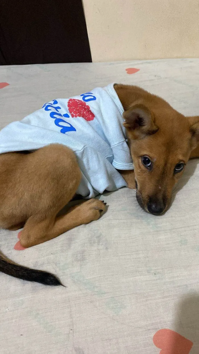 Cachorro ra a SRD-ViraLata idade 2 a 6 meses nome Caramelo 