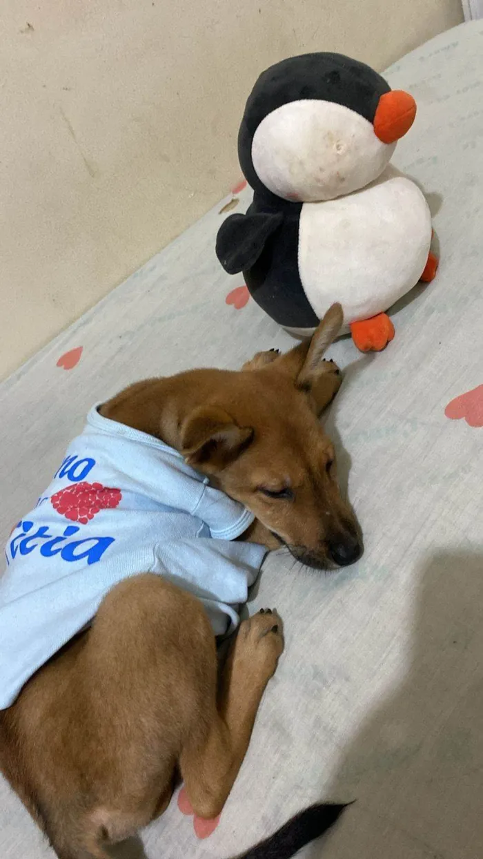 Cachorro ra a SRD-ViraLata idade 2 a 6 meses nome Caramelo 