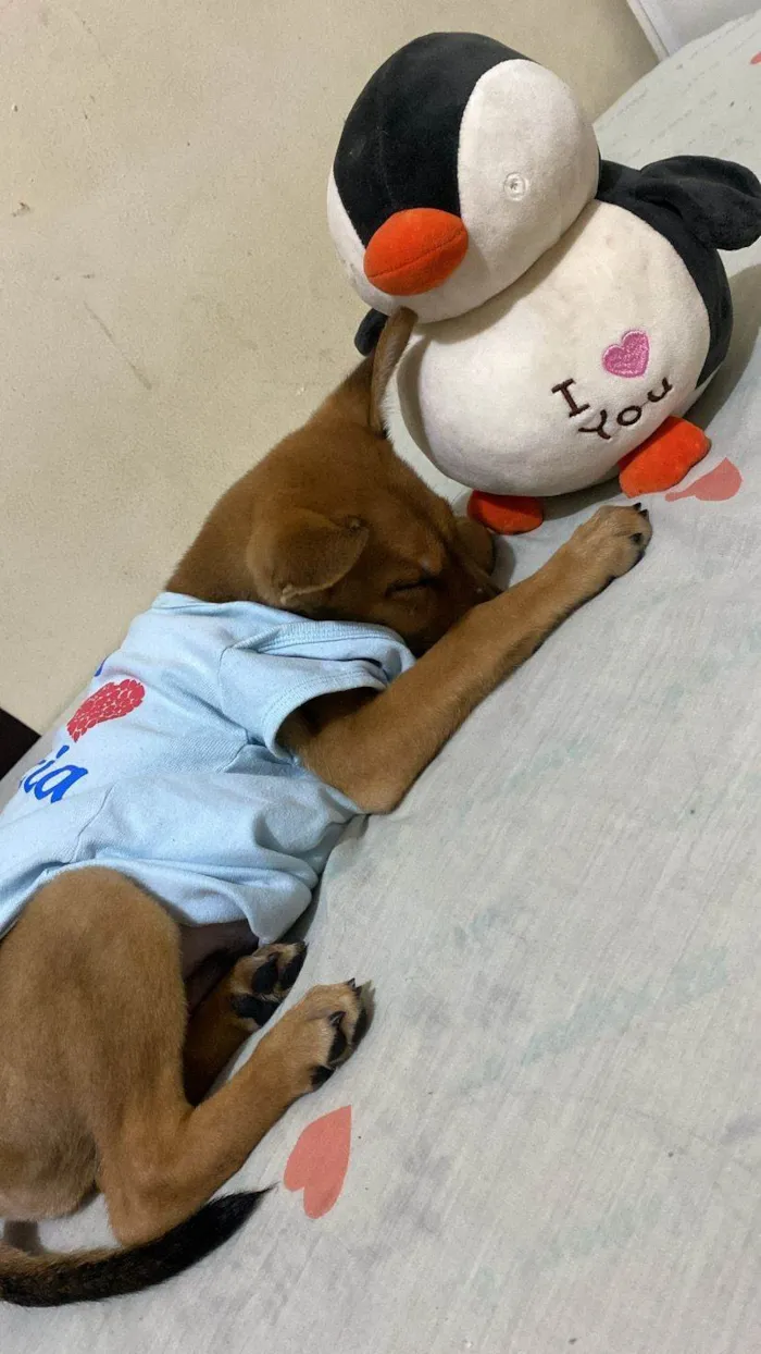 Cachorro ra a SRD-ViraLata idade 2 a 6 meses nome Caramelo 
