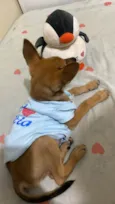 Caramelo