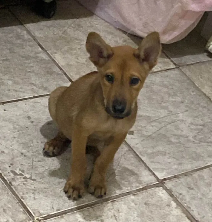 Cachorro ra a SRD-ViraLata idade 2 a 6 meses nome Caramelo 