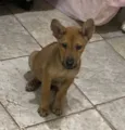 Caramelo