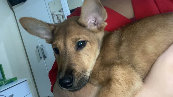 Cachorro ra a SRD-ViraLata idade 2 a 6 meses nome Caramelo 