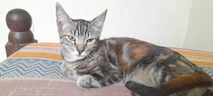 Gato ra a SRD-ViraLata idade 2 a 6 meses nome Gaia