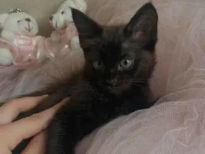 Gato raça SRD-ViraLata idade 2 a 6 meses nome Pretinhos