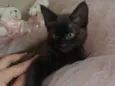 Pretinha