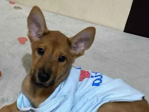 Cachorro ra a SRD-ViraLata idade 2 a 6 meses nome Caramelo 