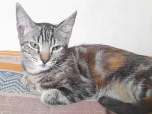 Gato raça SRD-ViraLata idade 2 a 6 meses nome Gaia