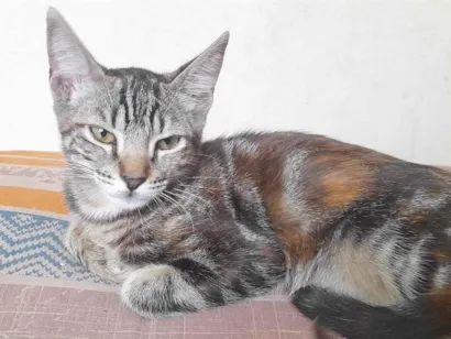 Gato raça SRD-ViraLata idade 2 a 6 meses nome Gaia
