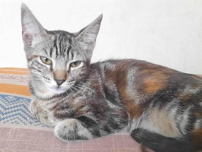 Gato ra a SRD-ViraLata idade 2 a 6 meses nome Gaia